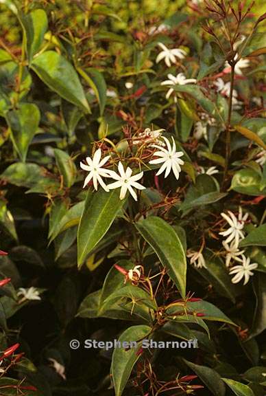 Jasminum nitidum 2 graphic